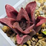 Haworthia Seedling S22 - 9