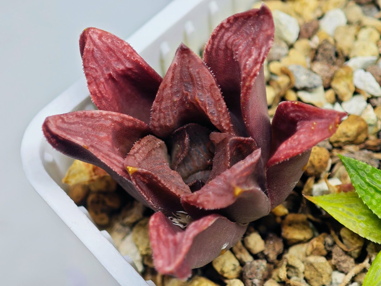 Haworthia Seedling S22 - 9