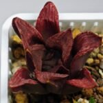 Haworthia Seedling S22 - 10