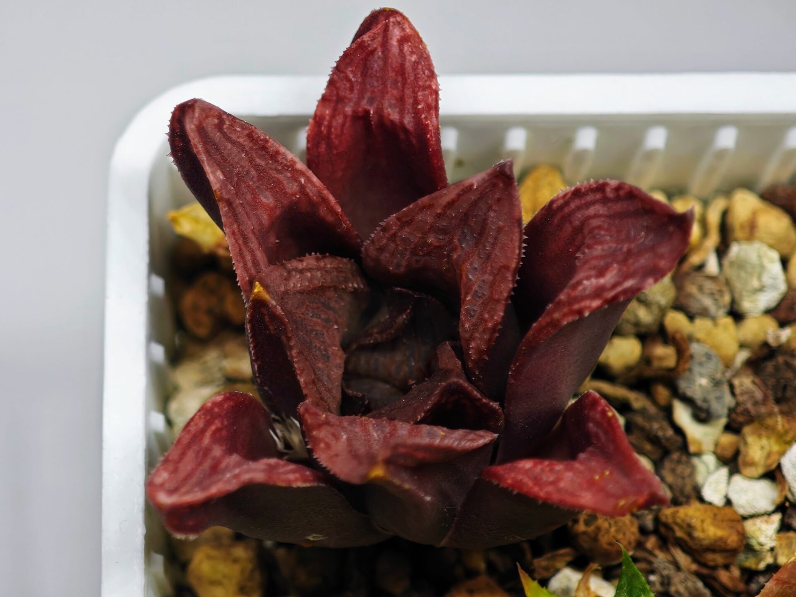 Haworthia Seedling S22 - 10