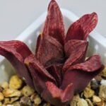 Haworthia Seedling S22 - 11