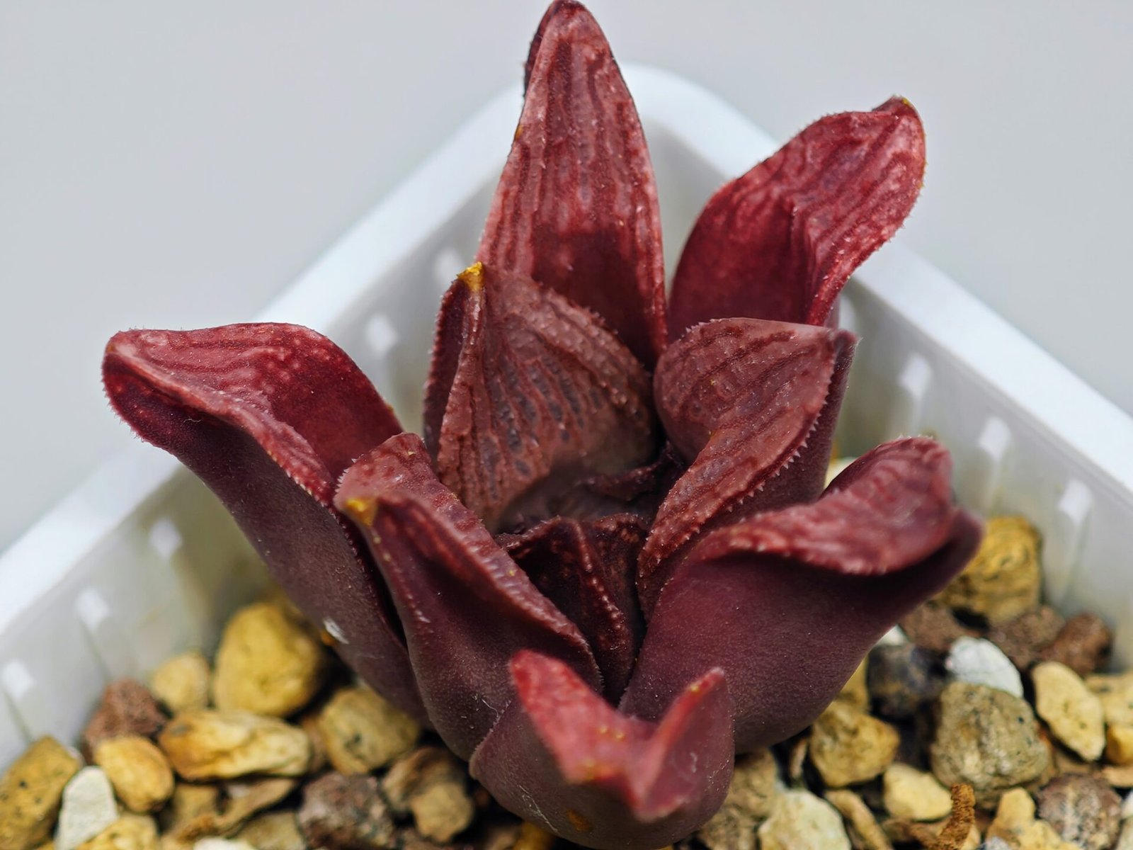 Haworthia Seedling S22 - 11