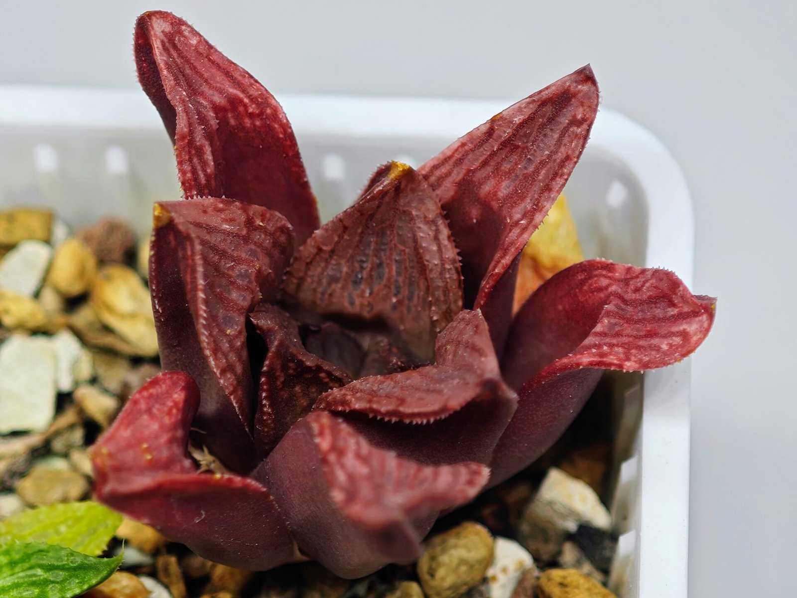 Haworthia Seedling S22 - 12