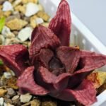 Haworthia Seedling S22 - 13