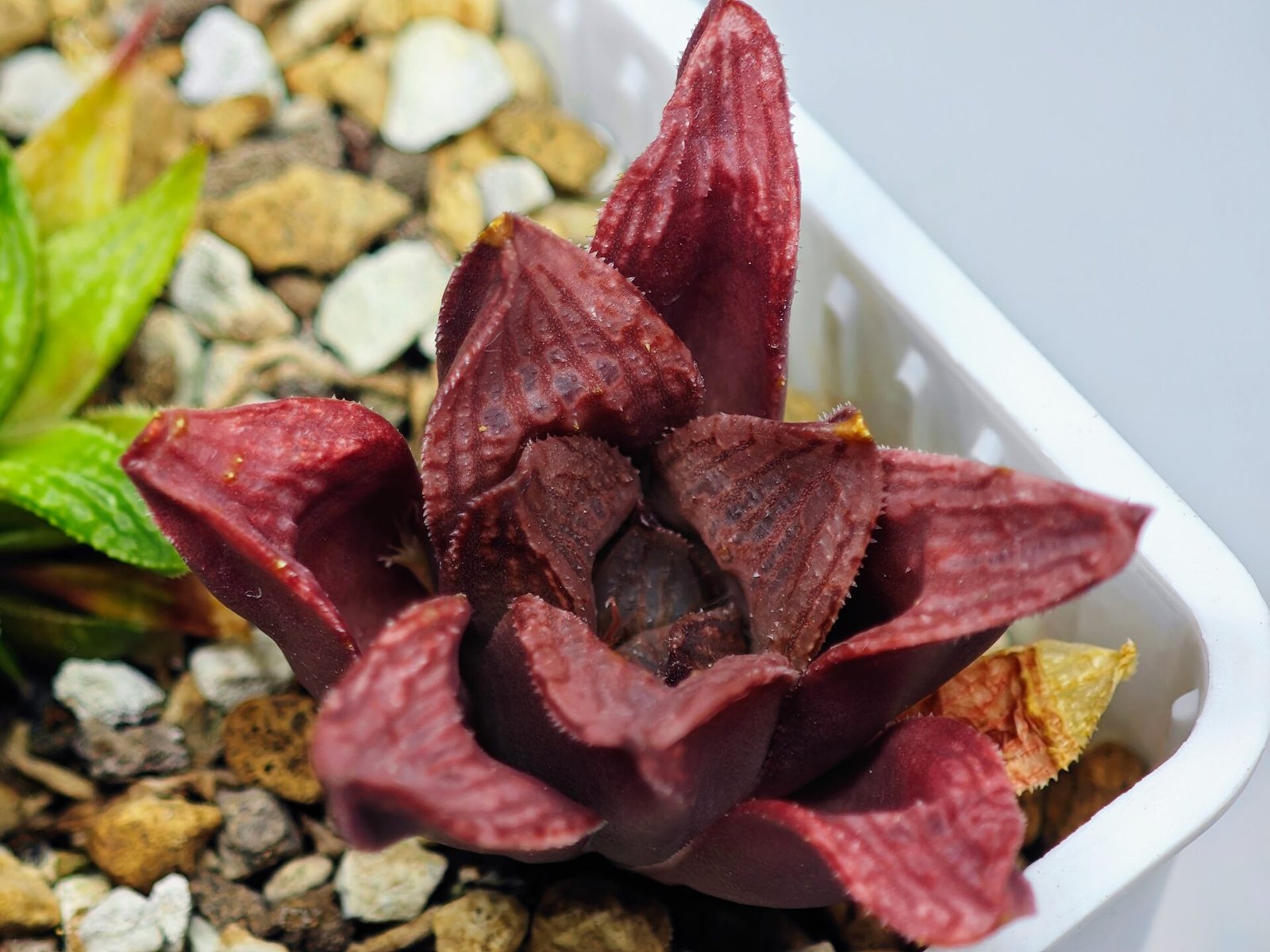 Haworthia Seedling S22 - 13