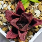 Haworthia Seedling S22 - 4