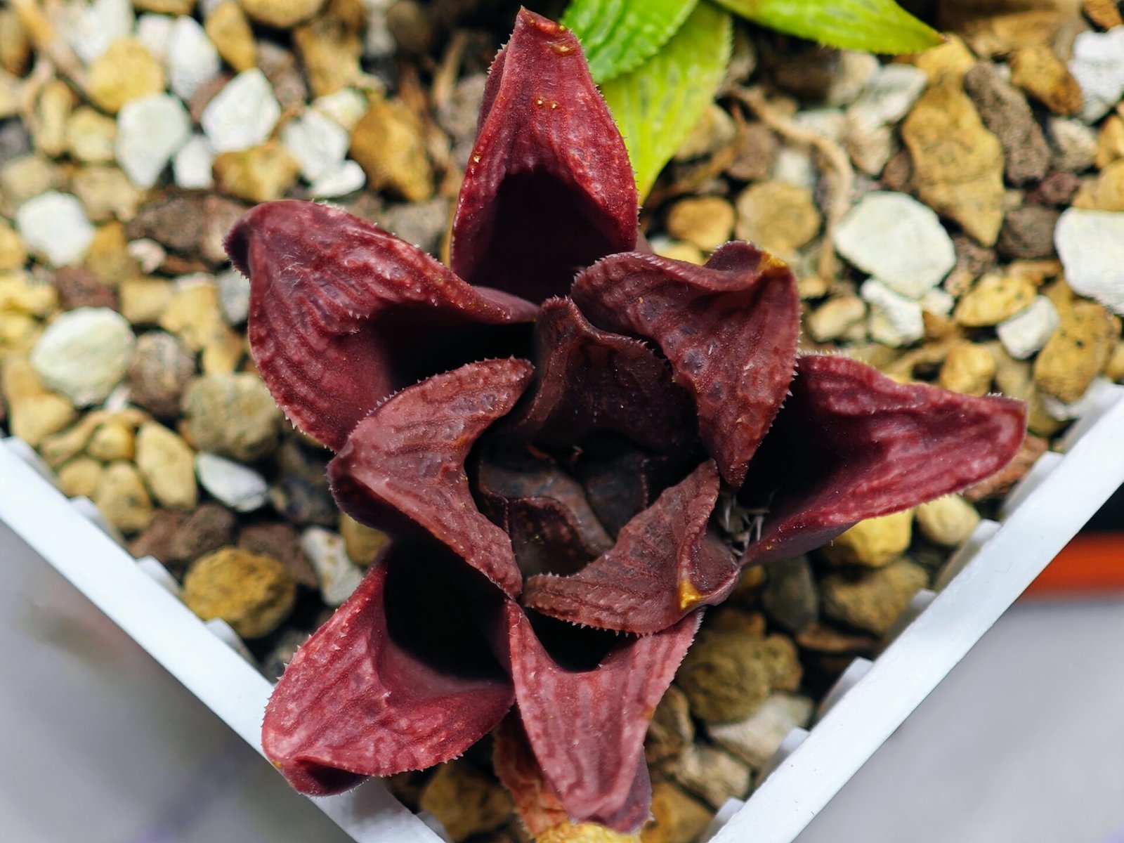 Haworthia Seedling S22 - 4