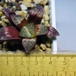 Haworthia Seedling S26 - 12