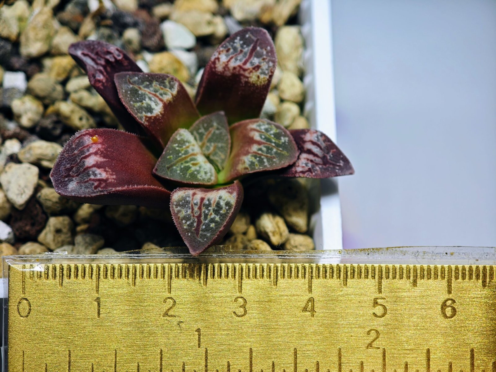Haworthia Seedling S26 - 12