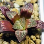 Haworthia Seedling S26 - 13
