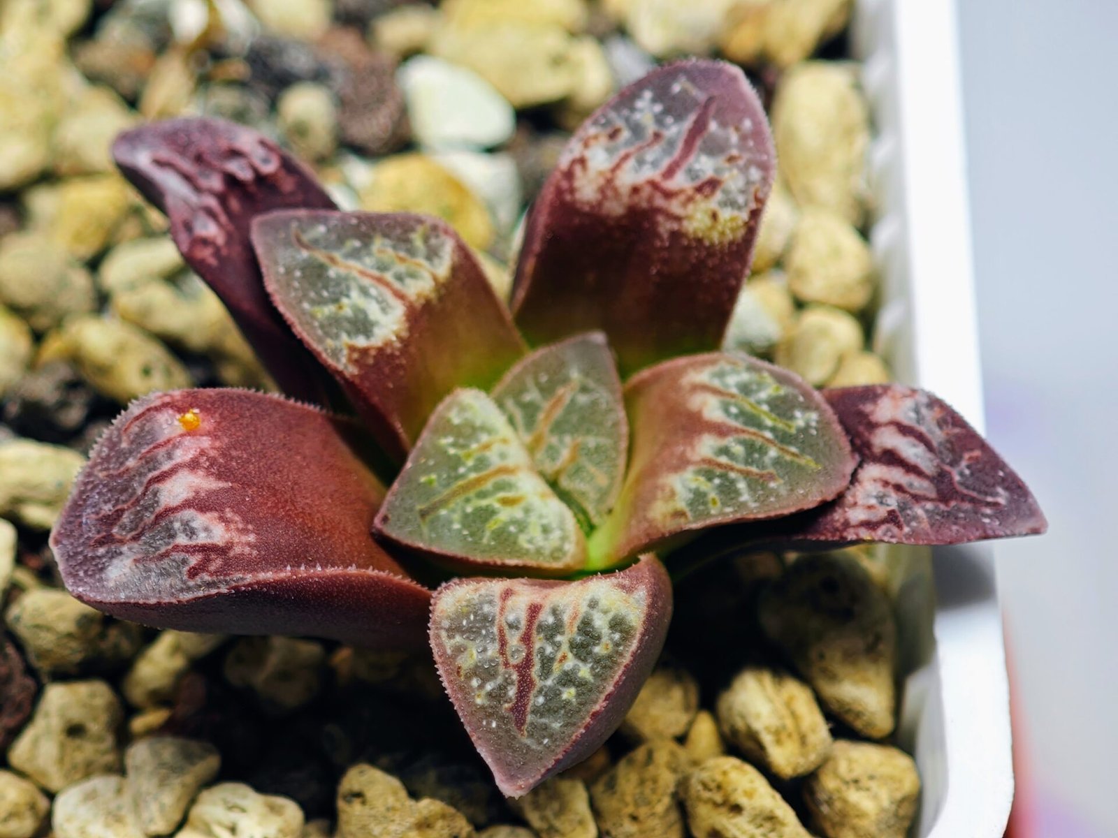 Haworthia Seedling S26 - 13