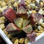 Haworthia Seedling S26 - 14