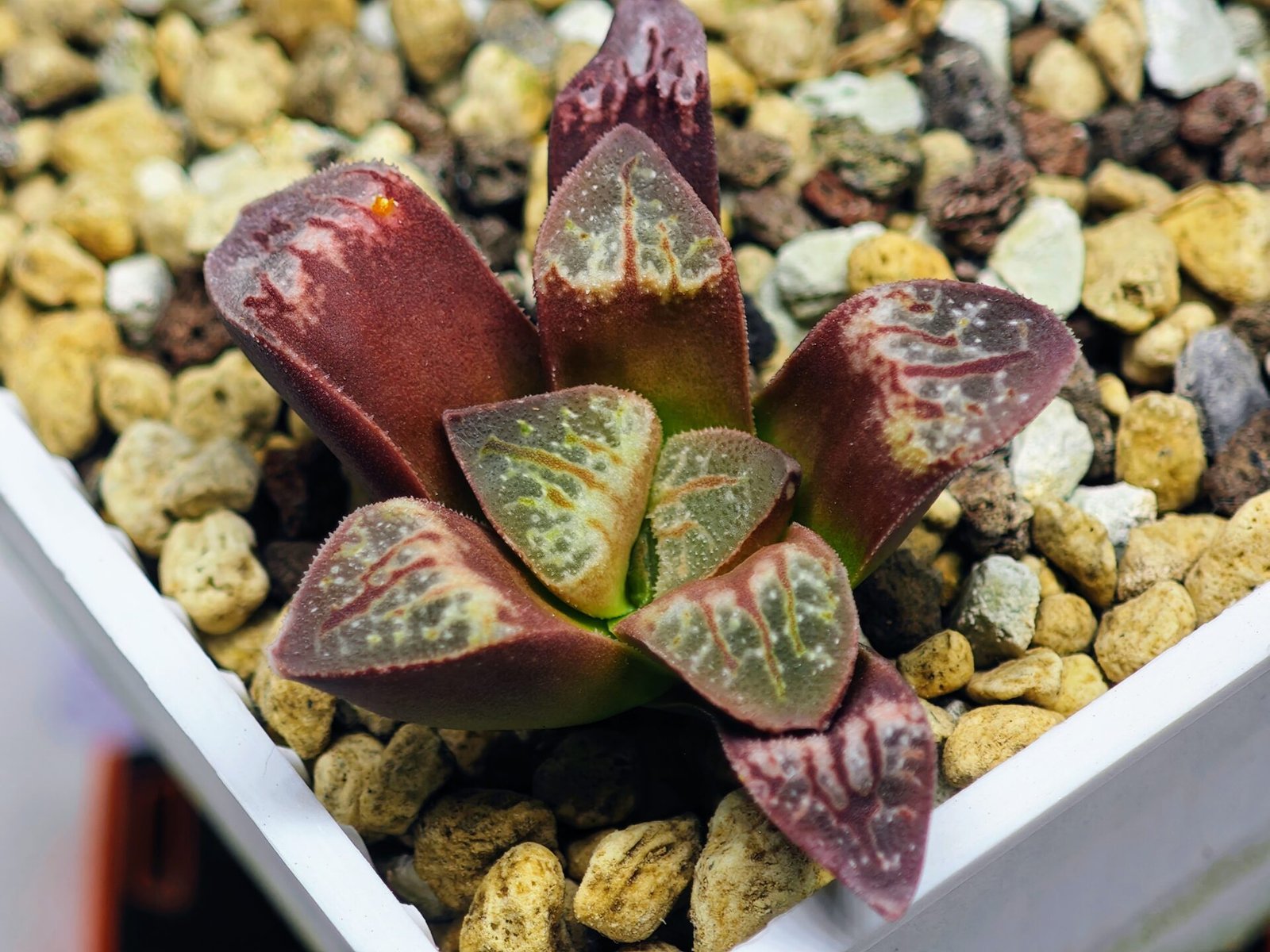 Haworthia Seedling S26 - 14