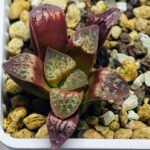 Haworthia Seedling S26 - 15