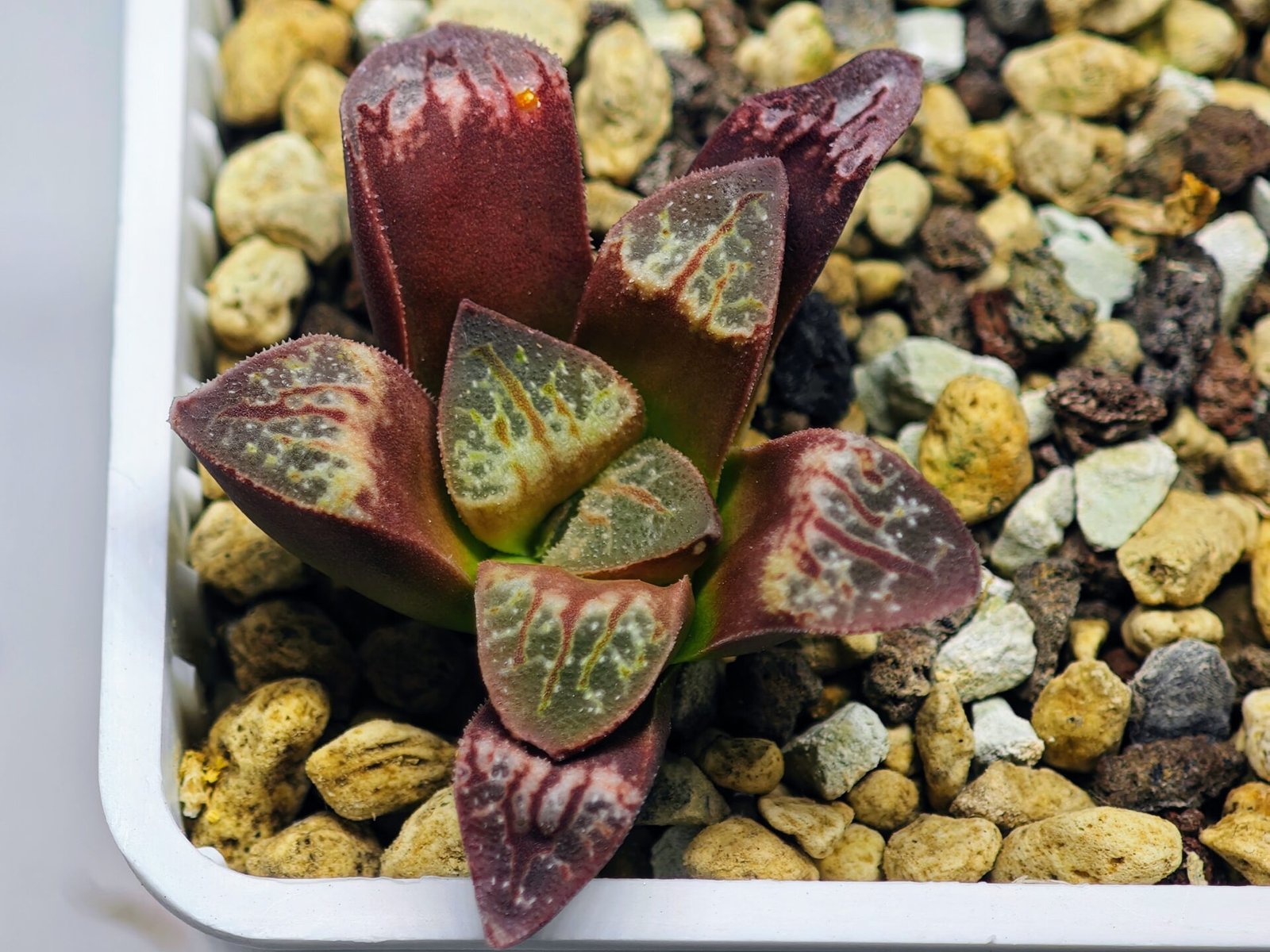 Haworthia Seedling S26 - 15