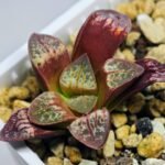 Haworthia Seedling S26 - 16
