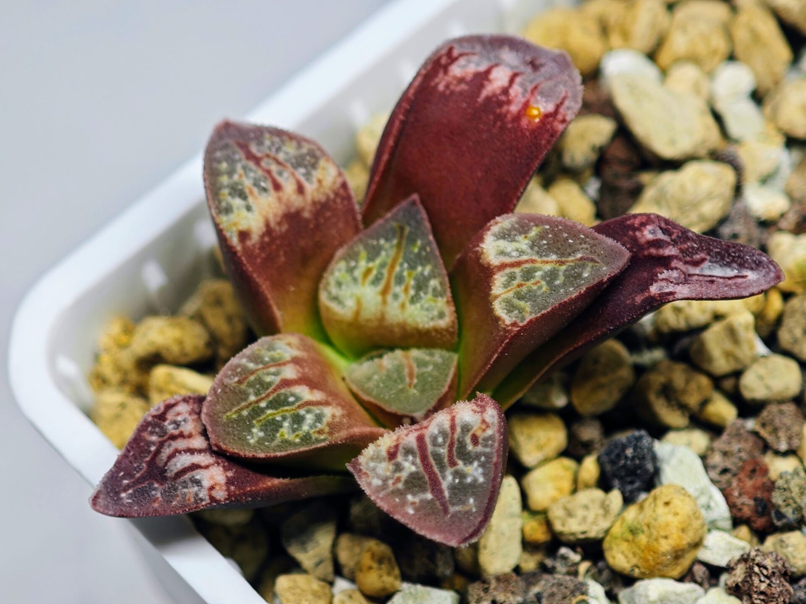 Haworthia Seedling S26 - 16