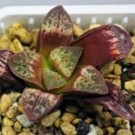 Haworthia Seedling S26 - 17