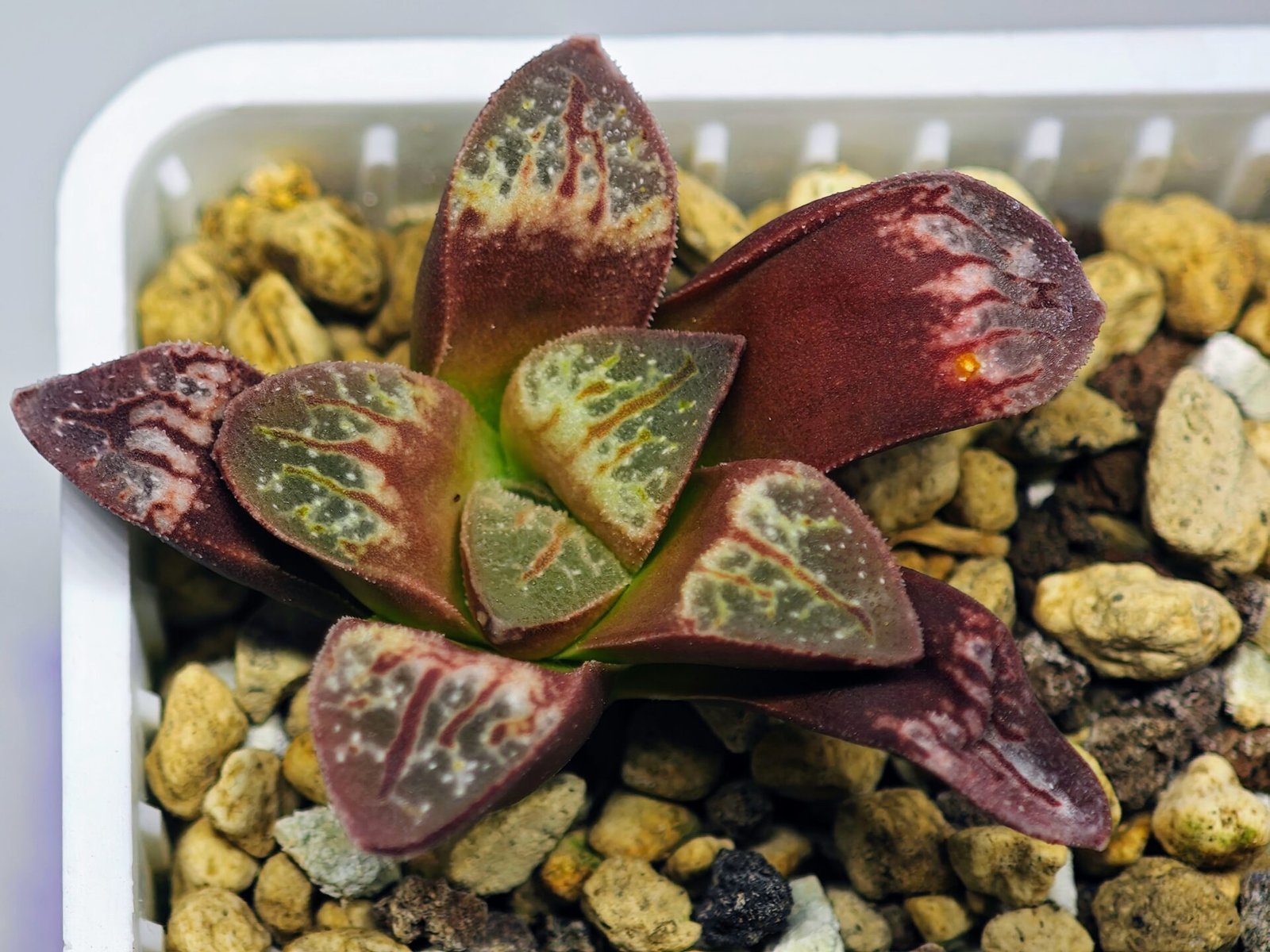 Haworthia Seedling S26 - 17