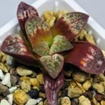 Haworthia Seedling S26 - 18