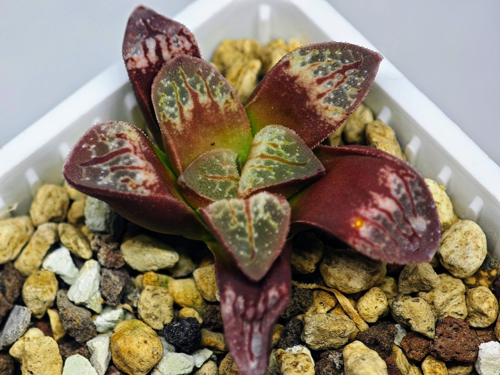 Haworthia Seedling S26 - 18