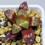 Haworthia Seedling S26 - 19