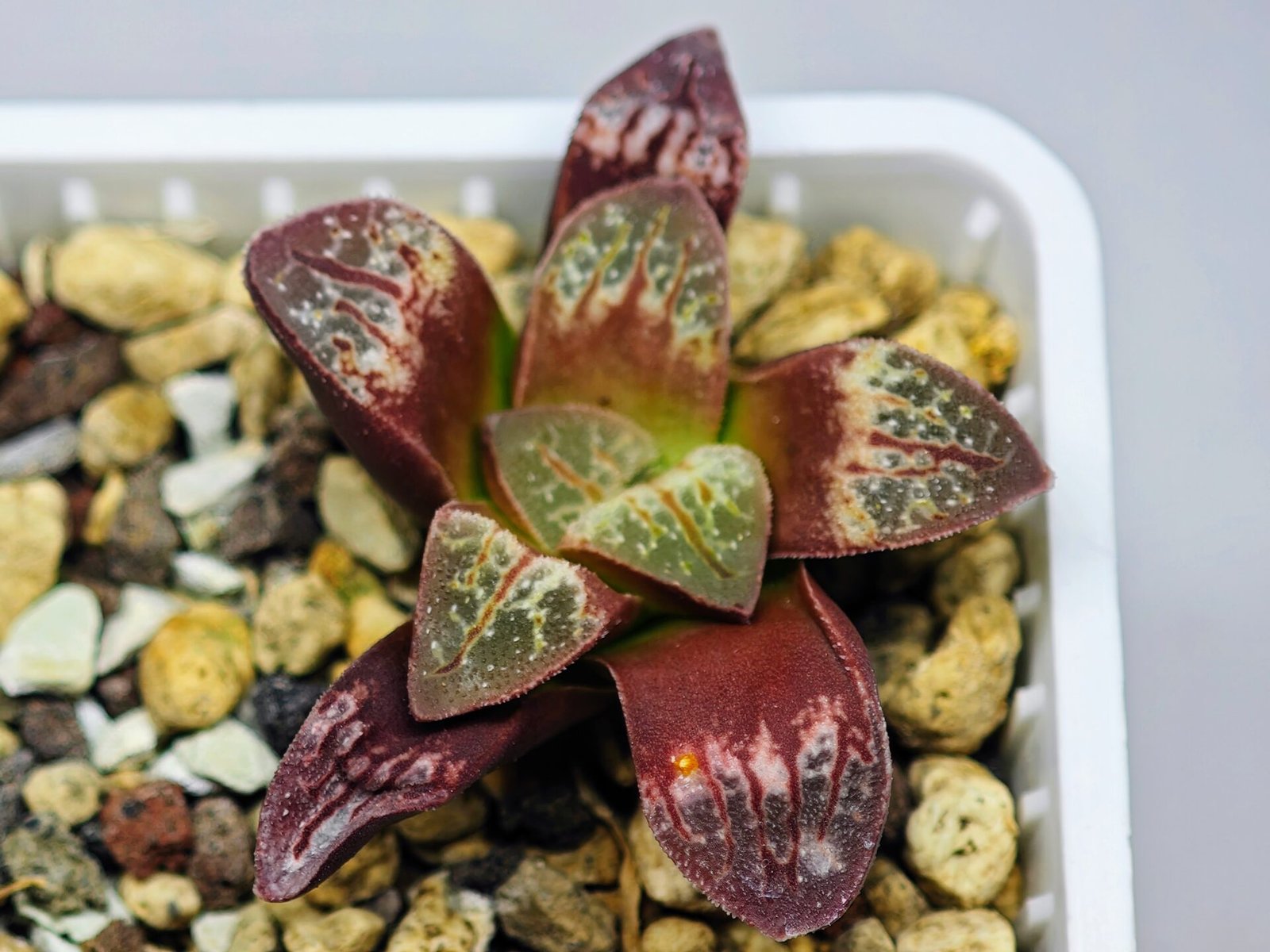 Haworthia Seedling S26 - 19