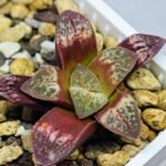 Haworthia Seedling S26 - 20