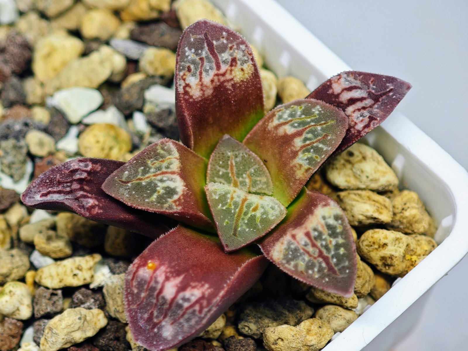 Haworthia Seedling S26 - 20
