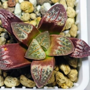 Haworthia Seedling S26 - 21