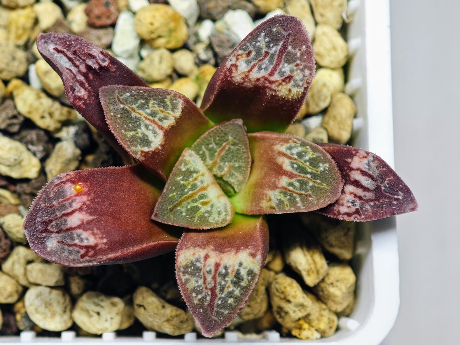 Haworthia Seedling S26 - 21