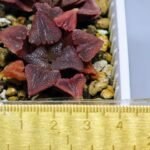 Haworthia Seedling S29 - 11