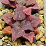 Haworthia Seedling S29 - 12