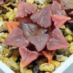 Haworthia Seedling S29 - 13