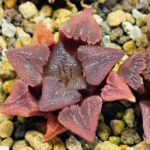 Haworthia Seedling S29 - 14