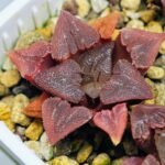 Haworthia Seedling S29 - 15