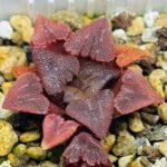 Haworthia Seedling S29 - 16