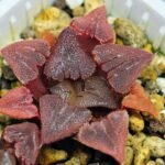 Haworthia Seedling S29 - 17
