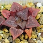 Haworthia Seedling S29 - 18