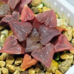 Haworthia Seedling S29 - 19