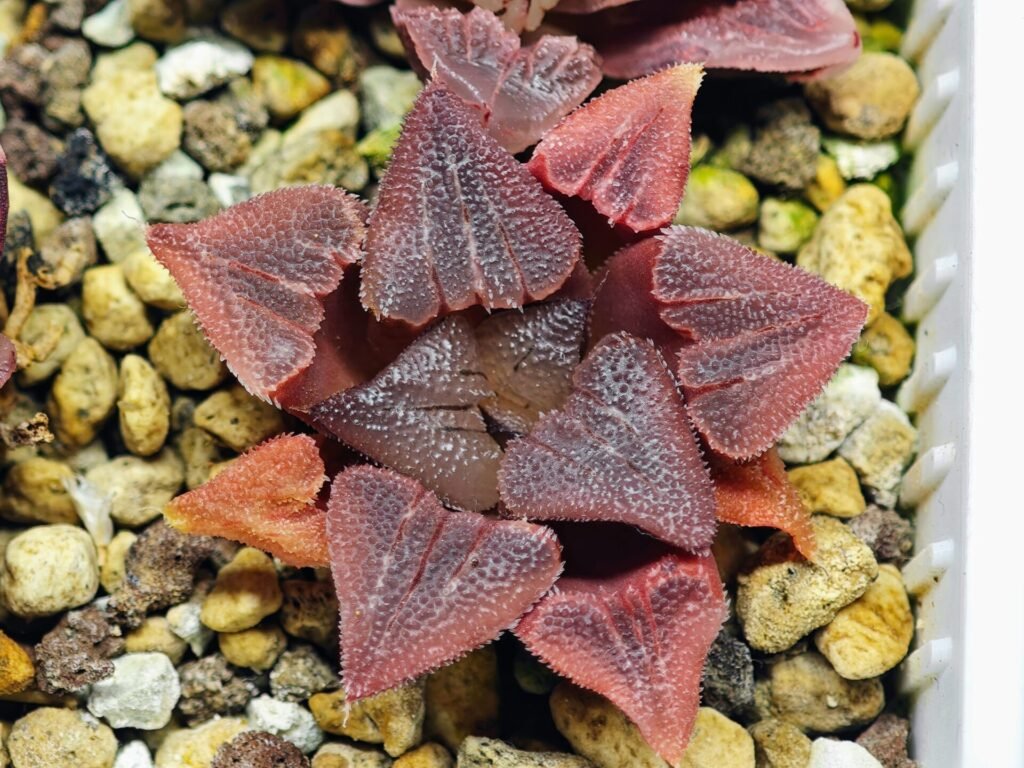 Haworthia Seedling S29 - 10