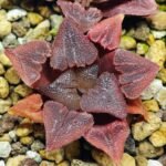 Haworthia Seedling S29 - 10