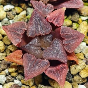 Haworthia Seedling S29 - 10