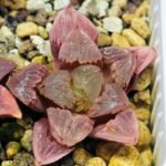 Haworthia Seedling S30 - 13