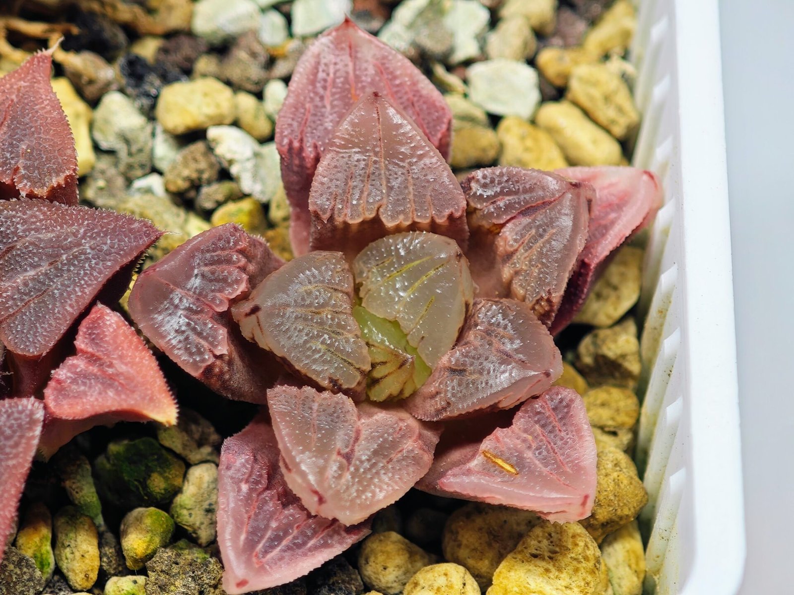 Haworthia Seedling S30 - 13