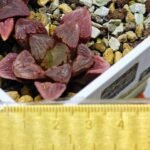 Haworthia Seedling S30 - 14