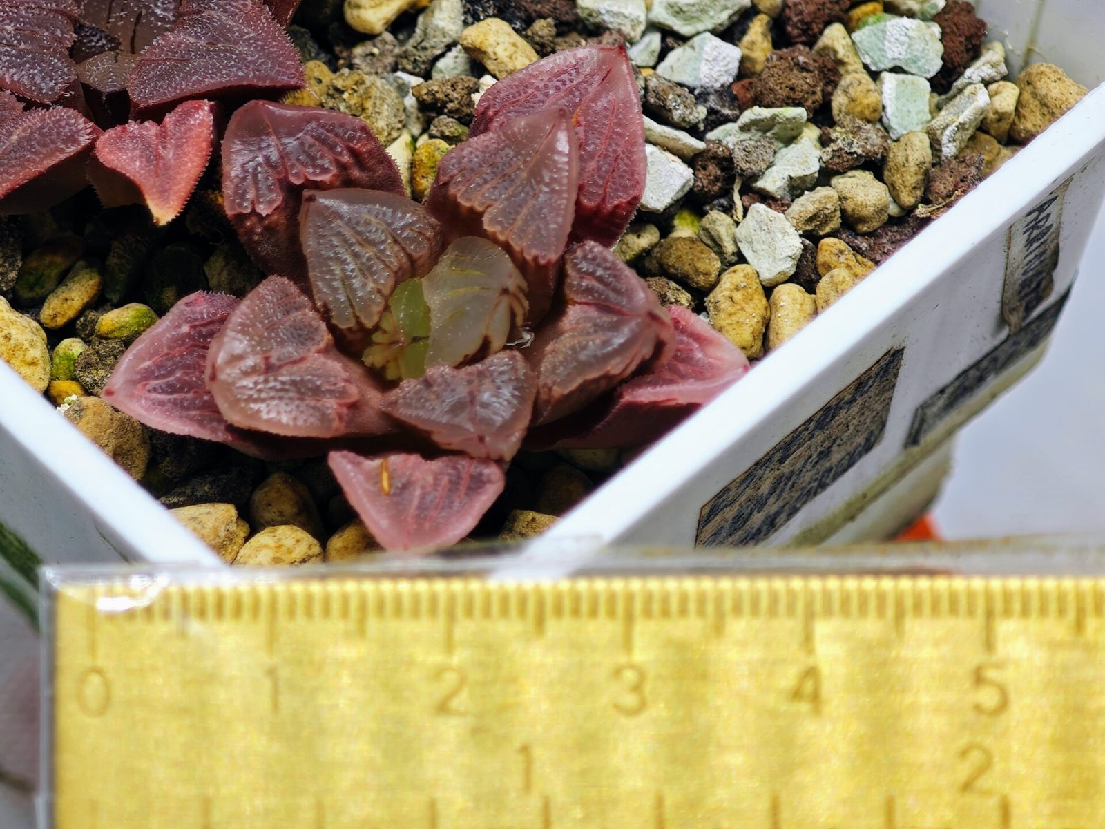 Haworthia Seedling S30 - 14