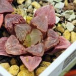 Haworthia Seedling S30 - 15