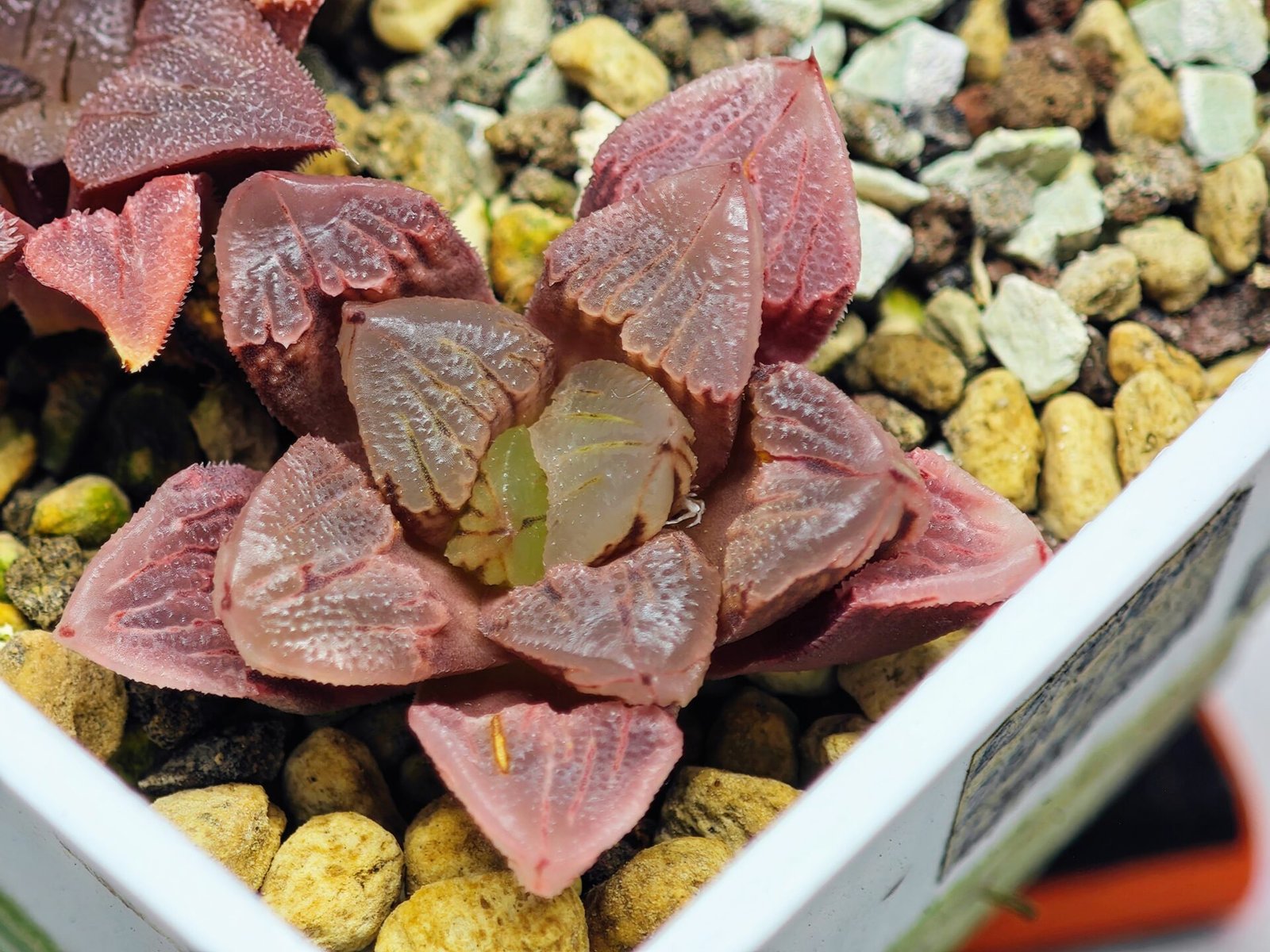 Haworthia Seedling S30 - 15