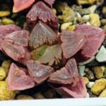 Haworthia Seedling S30 - 16